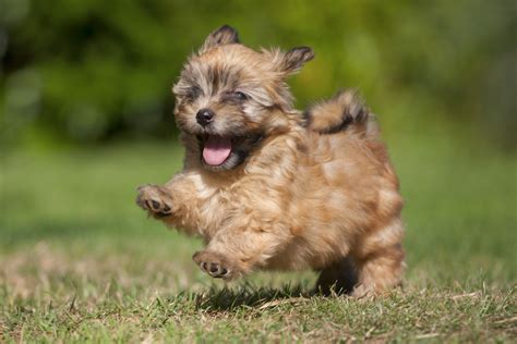 20 Popular And Cute Small Dog Breeds Page 5 Sheknows
