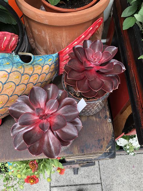 Saw These Gorgeous Red Succulents At A Flower Shop Are Those Pvn R