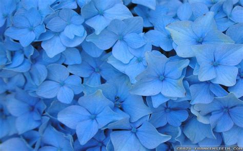 Job interview questions and sample answers list, tips, guide and advice. Blue Flower Wallpapers - Wallpaper Cave