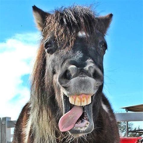 Cheeky Horse Sticking Its Tongue Out At The Camera With Images