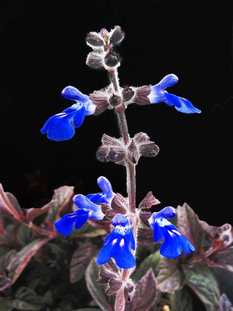 Salvia Sinaloensis Electric Blue Sage Plant With Purpose