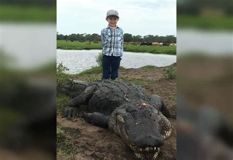 13 Foot Alligator Taken At Florida Farm Outdoorhub