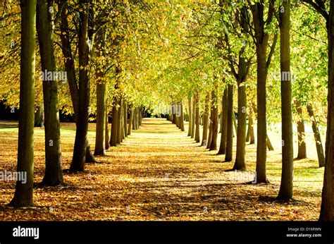 Rows Of Beech Trees In Autumn Stock Photo Alamy