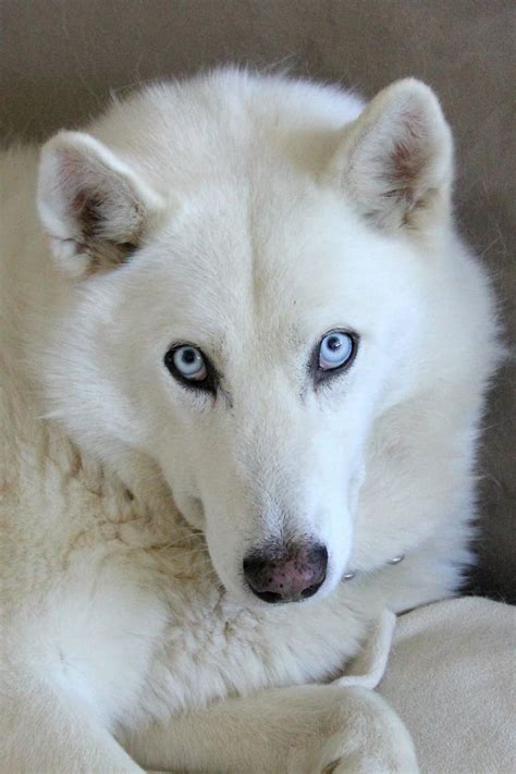 Hd Wallpaper White Husky Husky Mix Dog Blue Eyes Fluffy Canine