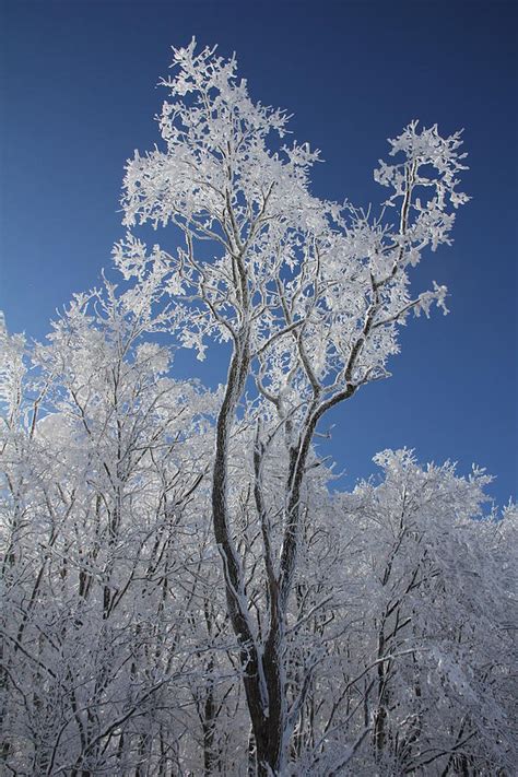 Ice Tree Photograph By Carolyn Postelwait Pixels