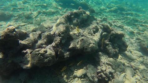De prijs is € 122 per nacht van 7 feb. Cardona Island Fish - YouTube