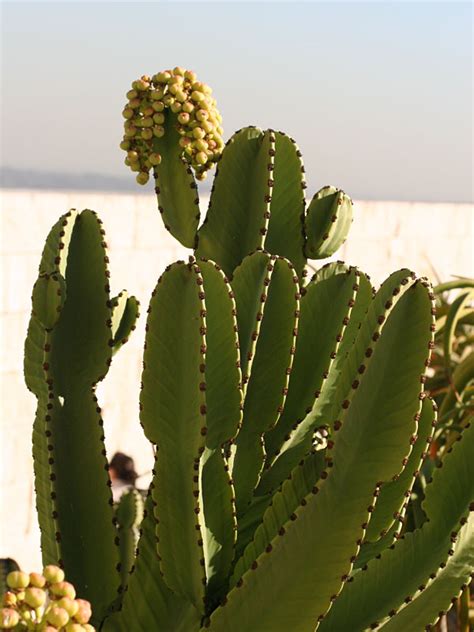 Xl Euphorbia Ingens Cactus Euphorbiaceae Urban Xeriscape