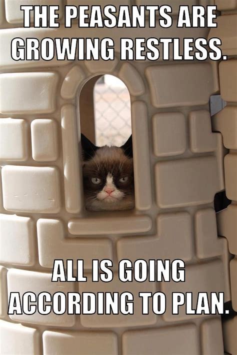 Tards Evil Plan Gato Grumpy Grumpy Cat Humor Cat Memes Funny Memes