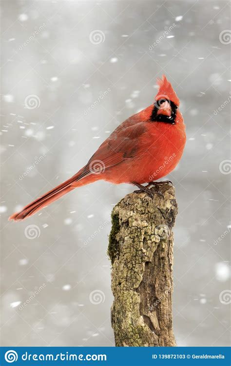 Male Northern Cardinal Cardinalis Cardinalis Perched In A Snow Storm