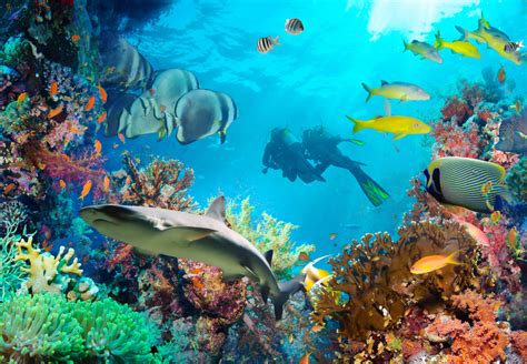 Tropical Fish On A Coral Reef Jigsaw Puzzle In Under The Sea Puzzles On