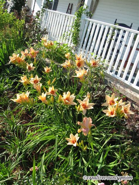 Bette davis eyes:her hair is hollow goldher lips are sweet surpriseher hands are never coldshe's got bette davis eyesshe'll turn the music onyou won't have. Betty Davis Eyes Daylilies, http://creativecountrymom ...