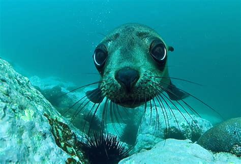Cute Pup Australian Fur Seal Arctocephalus Pusillus Do Flickr