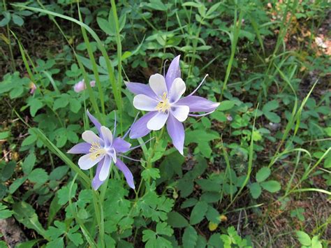 50 Blue Rocky Mountain Columbine Aquilegia Caerulea Flower Etsy