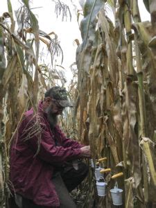 We did not find results for: How to Grow & Harvest Your Own Organic Corn Syrup | High ...