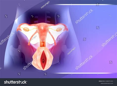 Anatomy Female Reproductive System 3d Illustration Stock Illustration 2248371321 Shutterstock