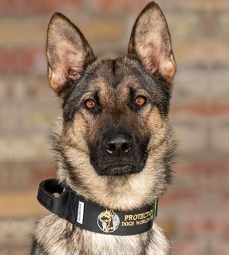 They are often used as police dogs, but they have many other uses. ZAD German Shepherd Sold Call +44 (0)785 8120 456 for ...