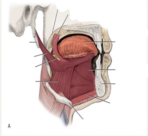 Head And Neck Muscles Diagram Quizlet