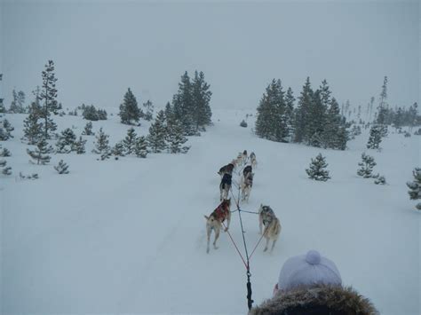 Everything To Know About Dog Sledding With Kids Bring The Kids