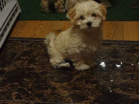 Those shopping for exotic pets for sale are in luck. Maltipoo Puppies For Sale | Las Vegas, NV #170553