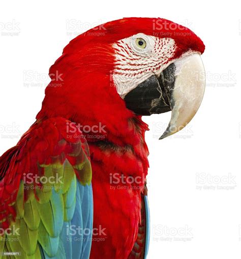 Beautiful Bird Scarlet Macaw Stock Photo Download Image Now Bird