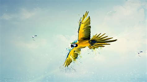 Yellow And Black Macaw Macaws Birds Sky Parrot Hd Wallpaper