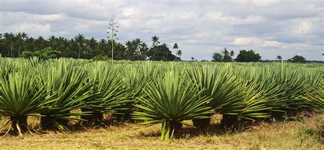 Sisal Plantage Bei Tanga Foto And Bild World Afrika Africa Bilder Auf