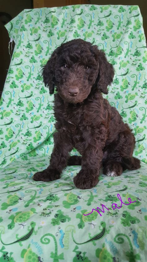 Mini and medium labradoodles for sale. Labradoodle Puppies For Sale | Fowlerville, MI #277137