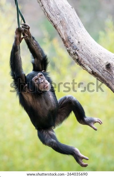 Young Chimpanzee Swinging Tree Stock Photo 264035690 Shutterstock