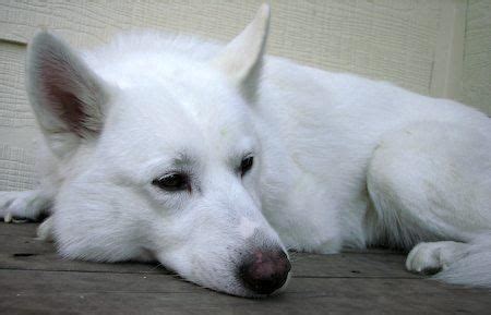 white husky lab mix puppies cute dogs gallery hunde