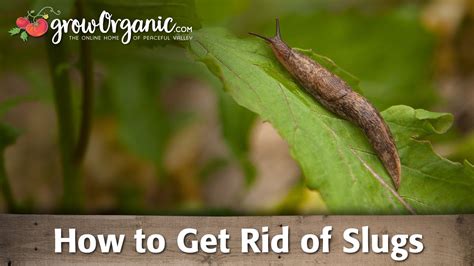 Most garden owners use commercial slug pellets. How to Get Rid of Slugs - YouTube
