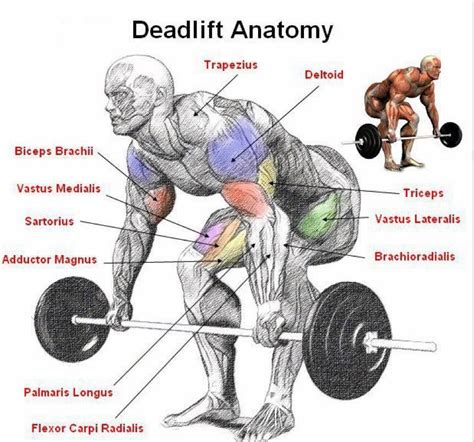 How To Fix Lower Back Pain When Performing Rows And Deadlifts