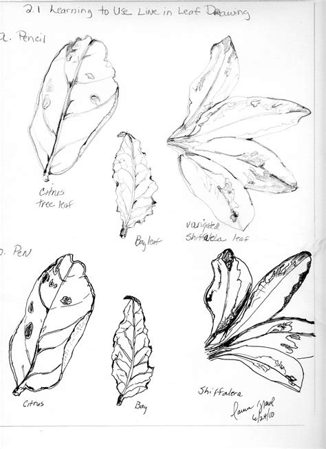 Artistlaurie Grawl Week 2 Botanical Illustration I Basic Drawing