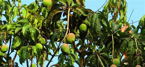 How To Prune A Mango Tree Fantastic Gardeners Australia