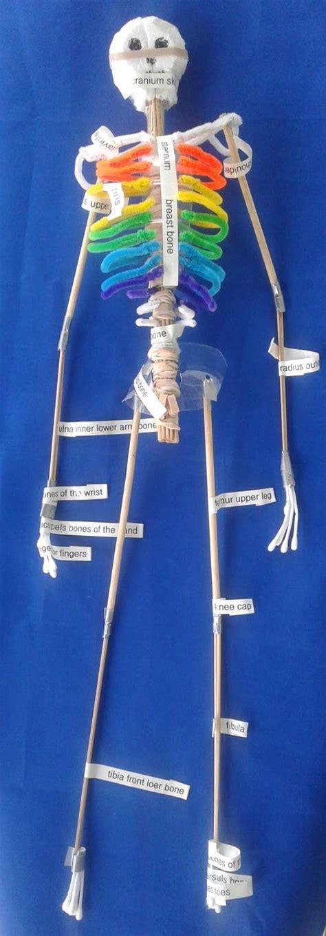 How To Make A Skeleton For Your Classroom Skeleton Model Skeleton
