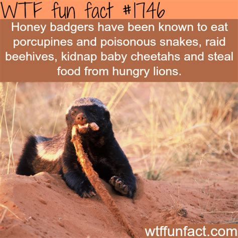 Facts About The Honey Badgers