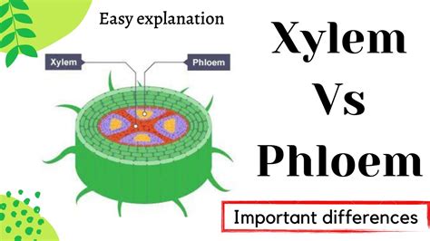 Xylem And Phloem Main Differences Similarities Diagram Images