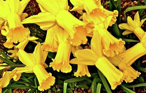 Daffodils Photograph By Caroline Reyes Loughrey