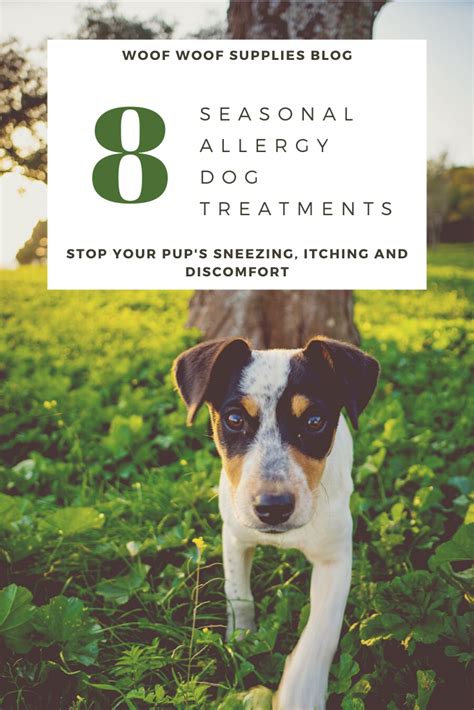 Seasonal Dog Allergies Diagnosis And Remedies Dog Allergies Dogs