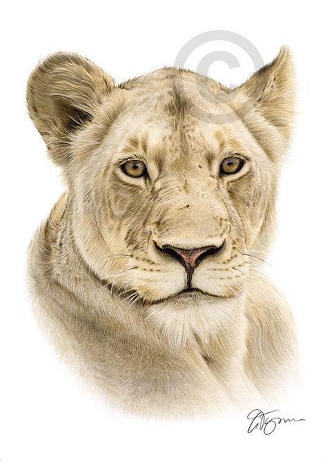 Lioness Colour Pencil Drawing Print A4 A3 Signed By Uk Artist Artwork