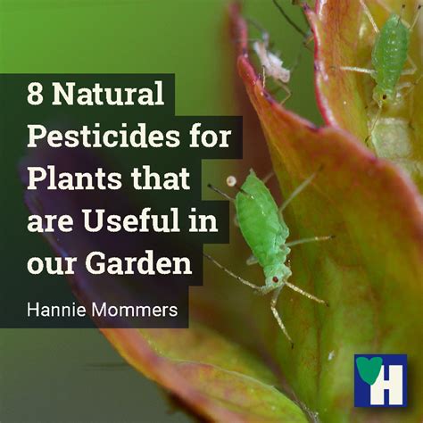 8 Natural Pesticides For Plants That Are Useful In Our Garden