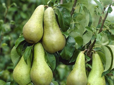 Pear Tree Multi Variety Fruit Tree Pear 5 Varieties On One Tree