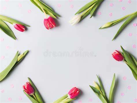 Tulips Flat Lay With Pink And White Flowrs On Blue Background Stock