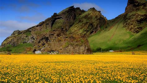 Yellow Flowers Natural Scenery Hd Wallpaper Preview