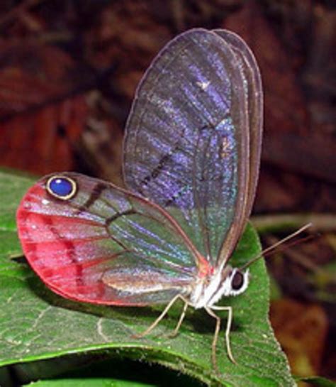 Some Important Species Of Insects In Amazon Rainforest Hubpages