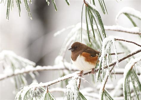 Eastern Towhee In Snowy Pine Photograph By Daniel Reed Pixels