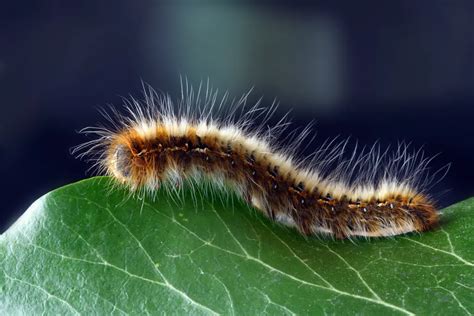 Are Black Fuzzy Caterpillars Poisonous Bioequi