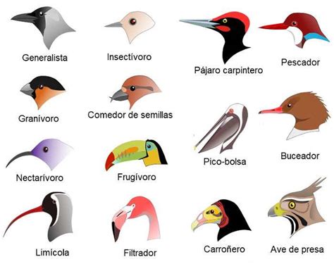 Tipos De Aves Noticias De Jardim