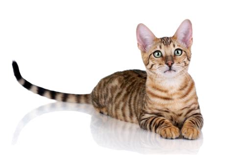 Toyger Cats Breed Information Omlet