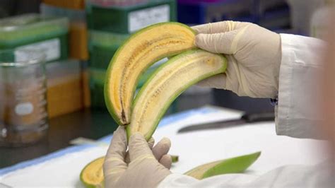 Banana Geneticamente Modificada Salvará Vidas Entenda