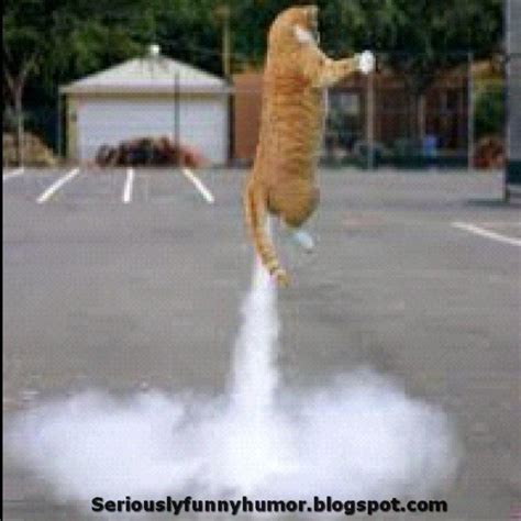 Gather The Luxury Funny Farting Cat Pictures Hilarious Pets Pictures